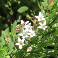 Taractrocera papyria at Symonston, ACT - 5 Feb 2023