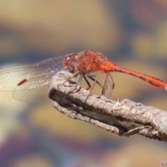 Diplacodes bipunctata at Symonston, ACT - 5 Feb 2023