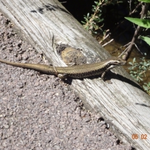 Eulamprus heatwolei at Paddys River, ACT - 5 Feb 2023