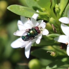 Chrysomya sp. (genus) (A green/blue blowfly) at Symonston, ACT - 5 Feb 2023 by RodDeb