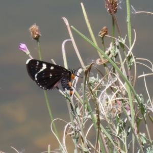 Phalaenoides tristifica at Symonston, ACT - 5 Feb 2023