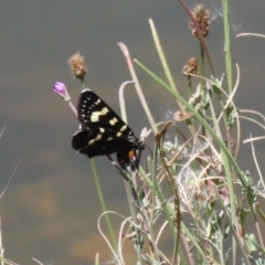 Phalaenoides tristifica at Symonston, ACT - 5 Feb 2023