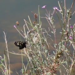 Phalaenoides tristifica at Symonston, ACT - 5 Feb 2023