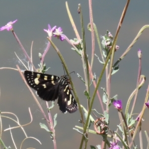 Phalaenoides tristifica at Symonston, ACT - 5 Feb 2023