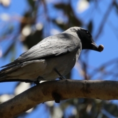 Coracina novaehollandiae (Black-faced Cuckooshrike) at Jerrabomberra, ACT - 5 Feb 2023 by RodDeb