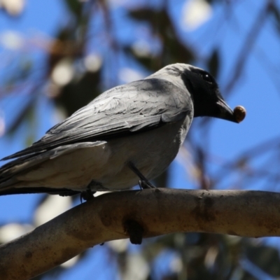 Coracina novaehollandiae (Black-faced Cuckooshrike) at Jerrabomberra, ACT - 5 Feb 2023 by RodDeb