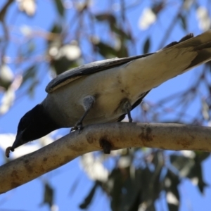 Coracina novaehollandiae at Jerrabomberra, ACT - 5 Feb 2023