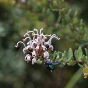 Xylocopa (Lestis) bombylans at Manly, NSW - 9 Feb 2021