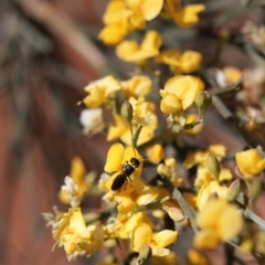 Hylaeus (Prosopisteron) primulipictus at Mount Annan, NSW - 3 Oct 2020