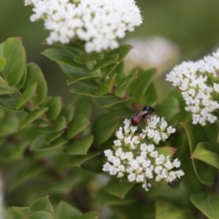 Exoneura sp. (genus) (A reed bee) at Sydney Harbour National Park - 8 Feb 2021 by Paperbark native bees