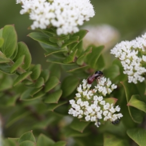 Exoneura sp. (genus) at Undefined Area - 8 Feb 2021