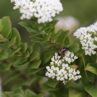 Exoneura sp. (genus) (A reed bee) at Undefined Area - 8 Feb 2021 by Paperbark native bees