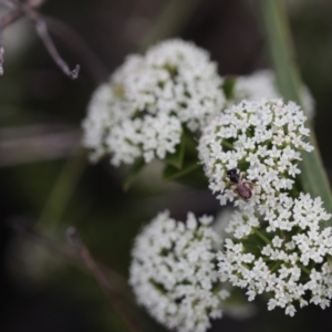 Exoneura sp. (genus) at Undefined Area - 8 Feb 2021