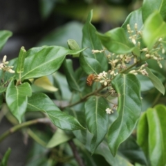 Amegilla (Asaropoda) bombiformis (Teddy Bear Bee) at Balgowlah Heights, NSW - 8 Feb 2021 by PaperbarkNativeBees