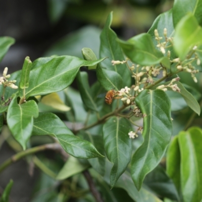 Amegilla (Asaropoda) bombiformis (Teddy Bear Bee) at Balgowlah Heights, NSW - 8 Feb 2021 by Paperbark native bees