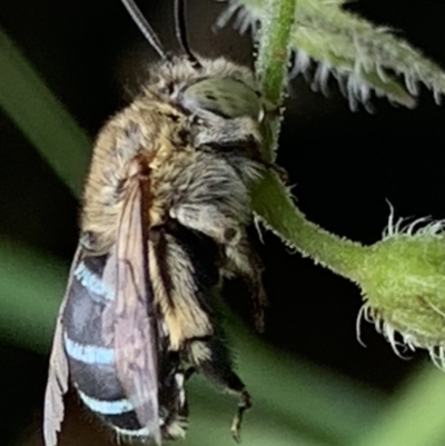 Amegilla sp. (genus) (Blue Banded Bee) at Dulwich Hill, NSW - 7 Jan 2023 by JudeWright