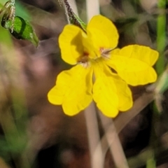 Goodenia heterophylla (Variable-leaved Goodenia) at Mount Kingiman, NSW - 4 Feb 2023 by trevorpreston