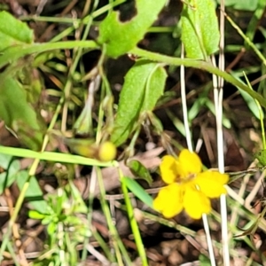 Goodenia heterophylla at Mount Kingiman, NSW - 5 Feb 2023 10:03 AM