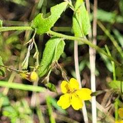 Goodenia heterophylla at Mount Kingiman, NSW - 5 Feb 2023 10:03 AM