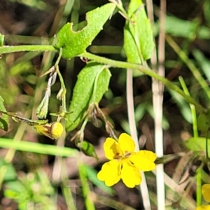 Goodenia heterophylla at Mount Kingiman, NSW - 5 Feb 2023 10:03 AM
