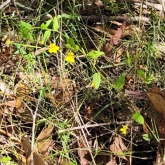 Goodenia heterophylla at Mount Kingiman, NSW - 5 Feb 2023 10:03 AM