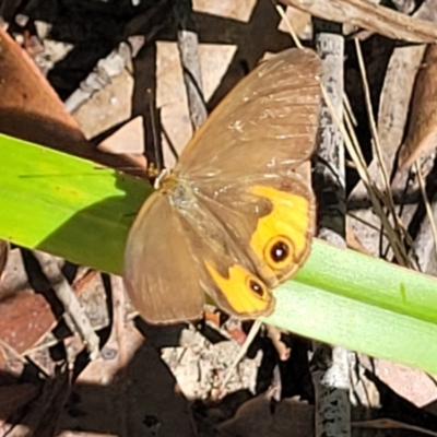 Hypocysta metirius (Brown Ringlet) at Mount Kingiman, NSW - 4 Feb 2023 by trevorpreston