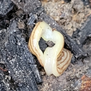 Fletchamia quinquelineata at Mount Kingiman, NSW - 5 Feb 2023 10:00 AM