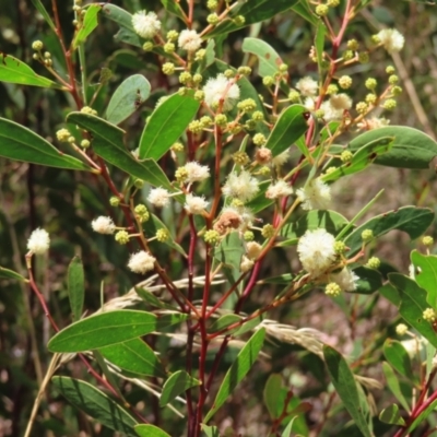 Acacia penninervis var. penninervis (Hickory Wattle) at Point 4997 - 5 Feb 2023 by MatthewFrawley