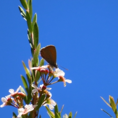 Nacaduba biocellata (Two-spotted Line-Blue) at Point 4997 - 5 Feb 2023 by MatthewFrawley