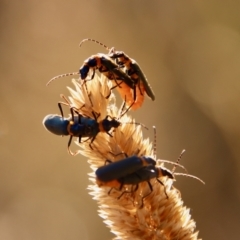 Chauliognathus lugubris (Plague Soldier Beetle) at Hughes, ACT - 5 Feb 2023 by LisaH
