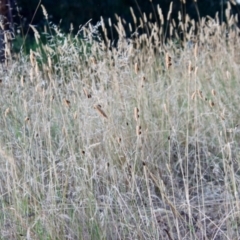 Chauliognathus lugubris at Hughes, ACT - 5 Feb 2023