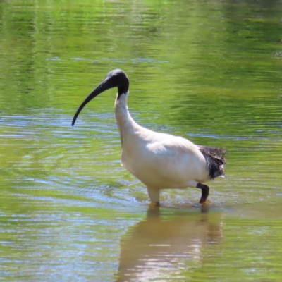 Threskiornis molucca (Australian White Ibis) at Yarralumla, ACT - 5 Feb 2023 by MatthewFrawley