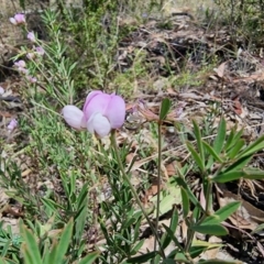 Lotus australis at Peak View, NSW - 5 Feb 2023