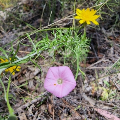 Convolvulus angustissimus (Pink Bindweed) at Peak View, NSW - 5 Feb 2023 by Csteele4