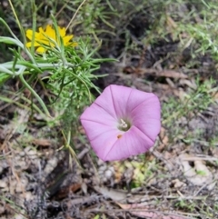 Convolvulus angustissimus at Peak View, NSW - 5 Feb 2023