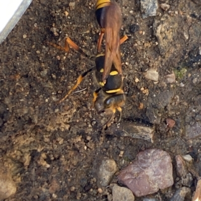 Sceliphron formosum (Formosum mud-dauber) at Aranda, ACT - 2 Feb 2023 by Jubeyjubes