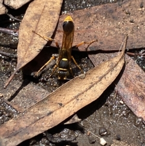 Sceliphron formosum at Aranda, ACT - 2 Feb 2023