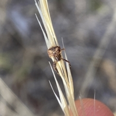 Thomisidae (family) at Aranda, ACT - 2 Feb 2023