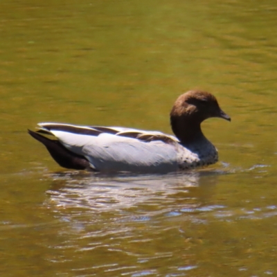 Chenonetta jubata (Australian Wood Duck) at Yarralumla, ACT - 5 Feb 2023 by MatthewFrawley