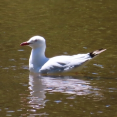 Chroicocephalus novaehollandiae (Silver Gull) at Yarralumla, ACT - 5 Feb 2023 by MatthewFrawley