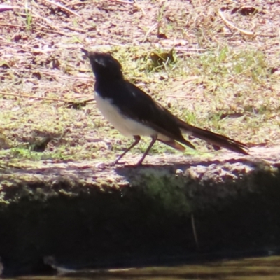 Rhipidura leucophrys (Willie Wagtail) at Yarralumla, ACT - 5 Feb 2023 by MatthewFrawley