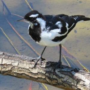 Grallina cyanoleuca at Yarralumla, ACT - 5 Feb 2023