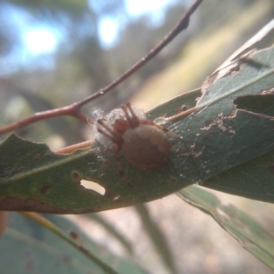 Araneus hamiltoni (Hamilton's Orb Weaver) at Cooma, NSW - 1 Feb 2023 by mahargiani