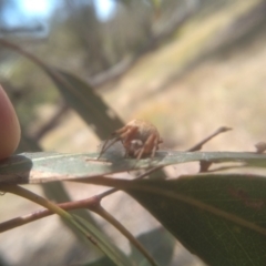 Araneus hamiltoni at Cooma, NSW - 1 Feb 2023 02:10 PM