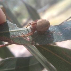 Araneus hamiltoni at Cooma, NSW - 1 Feb 2023 02:10 PM