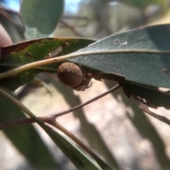 Araneus hamiltoni at Cooma, NSW - 1 Feb 2023 02:10 PM