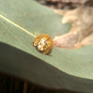 Paropsisterna cloelia at Cooma, NSW - 5 Feb 2023 02:03 PM