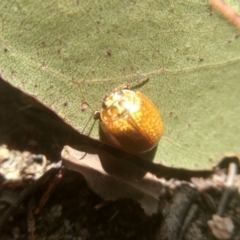 Paropsisterna cloelia at Cooma, NSW - 5 Feb 2023