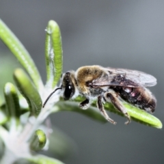 Leioproctus (Leioproctus) amabilis (A plaster bee) at Bungendore, NSW - 4 Feb 2023 by inquisitive