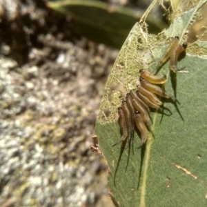 Lophyrotoma sp. (genus) at Cooma, NSW - 5 Feb 2023